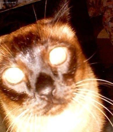 Foto: Siamsk� ko�ka-Max. Je mi 18 let a jsem v absolutn� pohod�!