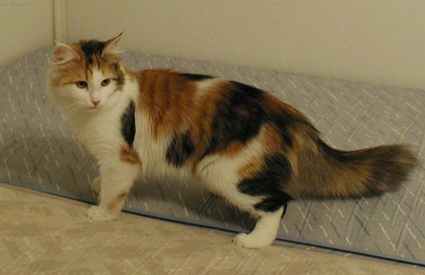 Fotky: Sibi�sk� ko�ka (foto, obrazky)