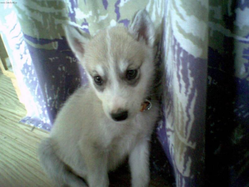 Foto: Sibi�sk� husky-Na�e nellynka.... Chovatelka: Pavla Hajn�