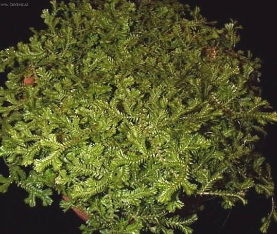 Foto: ��patka, vrane�ek