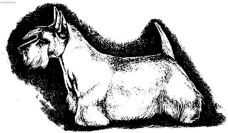 Fotky: Skotsk� teri�r (foto, obrazky)