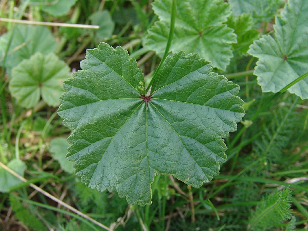 Fotky: Sl�z P�ehl�en� (foto, obrazky)