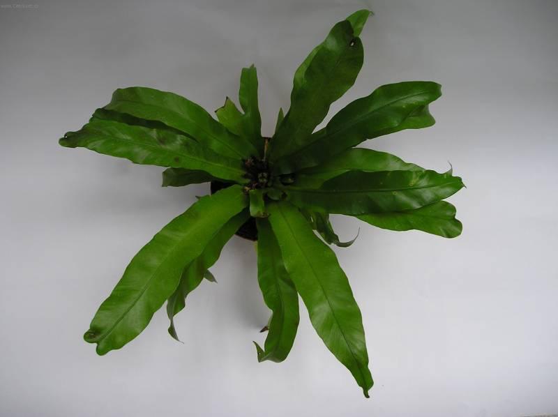 Foto: Slezin�k-Z vlastn� sb�rky