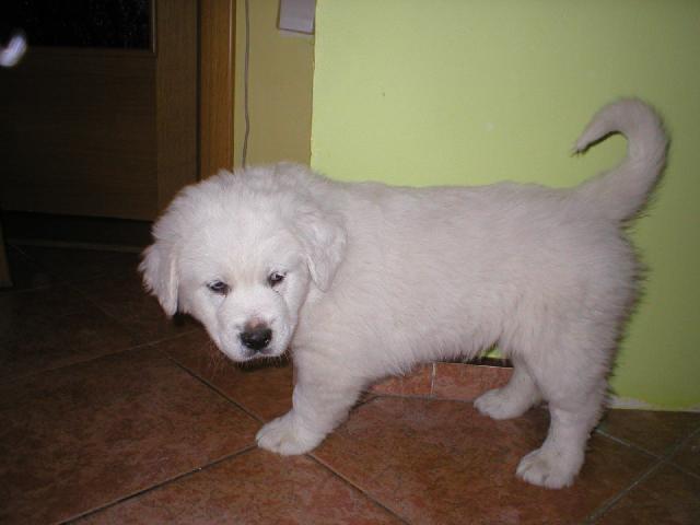 Fotky: Slovensk� �uva� (foto, obrazky)