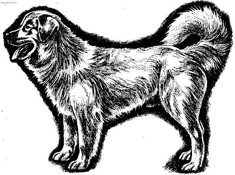 Fotky: Slovensk� �uva� (foto, obrazky)