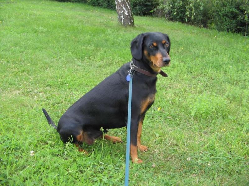 Foto: Slovensk� kopov-5 let star� fenka. Majitel: Milo� Hodek