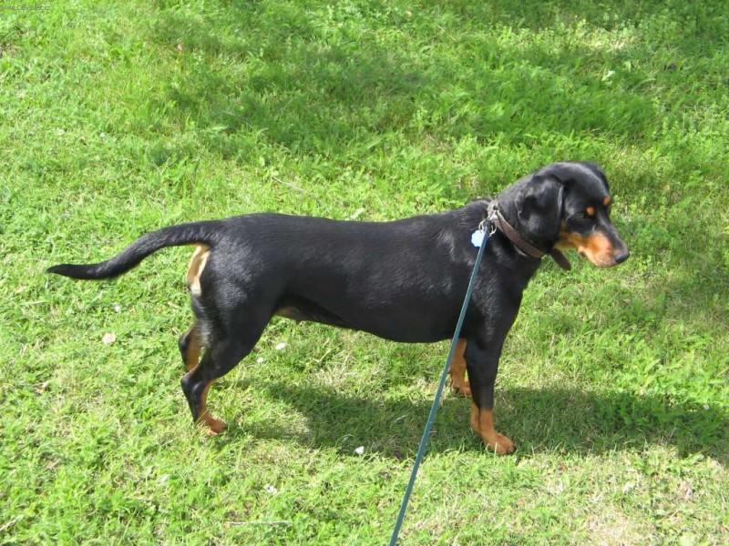 Foto: Slovensk� kopov-5 let star� fenka. Majitel: Milo� Hodek