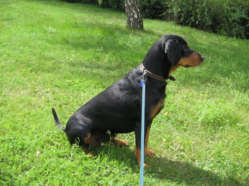 Foto: Slovensk� kopov-5 let star� fenka. Majitel: Milo� Hodek