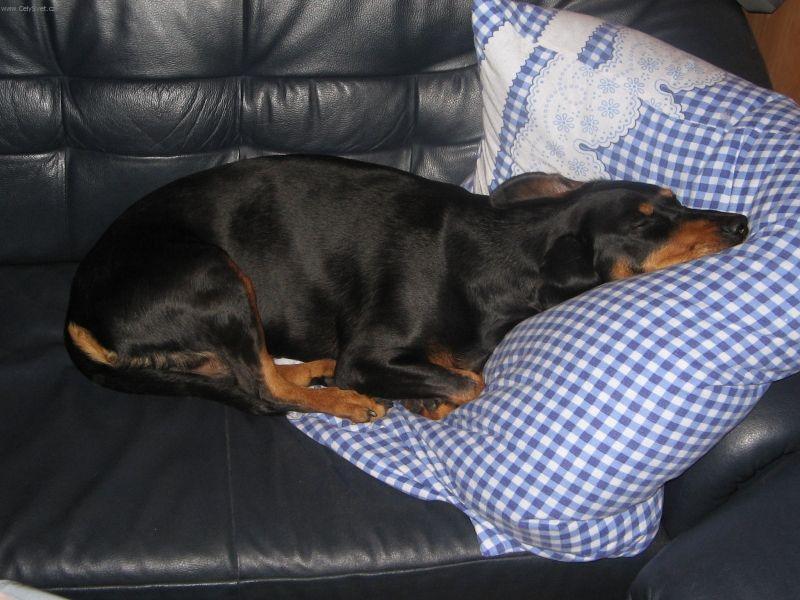 Foto: Slovensk� kopov-5 let star� fenka. Majitel: Milo� Hodek