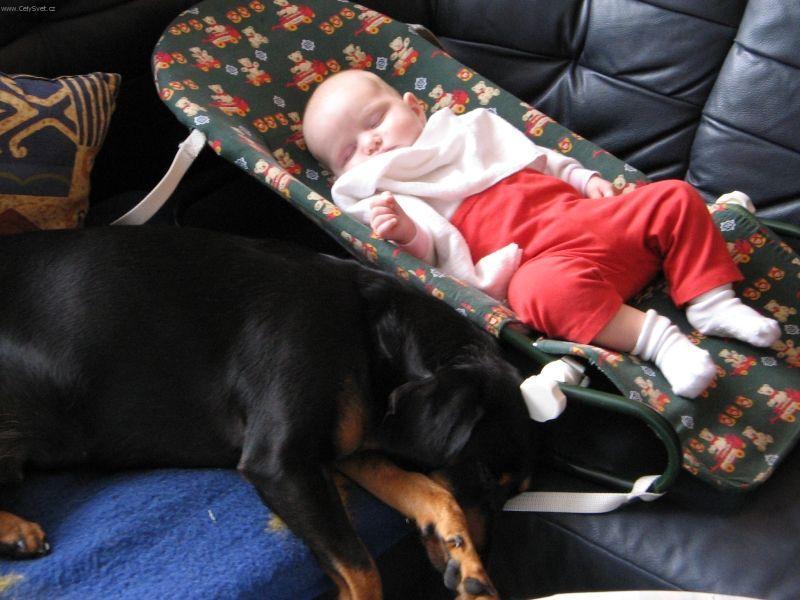 Foto: Slovensk� kopov-5 let star� fenka. Majitel: Milo� Hodek