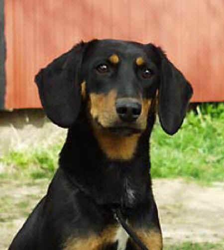 Fotky: Smalandsk� honi� (foto, obrazky)