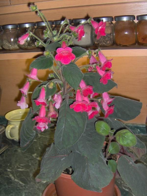 Foto: Smithianta-Anonymn� pestiel