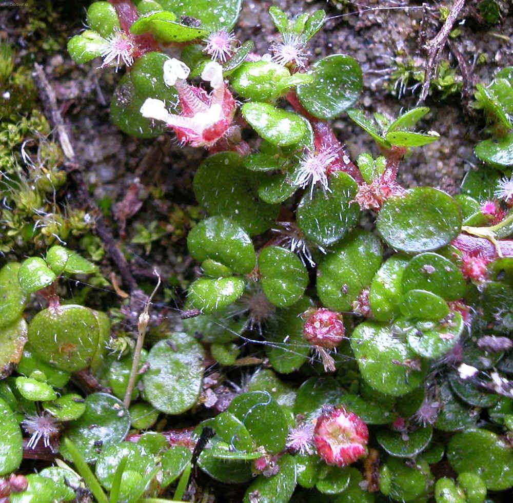 Foto: Soleirolia, helxine, dom�c� �t�st�