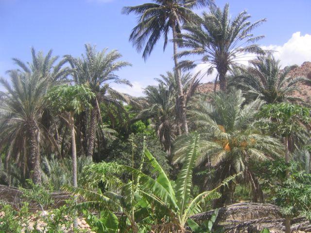 Fotky: Som�lsko (foto, obrazky)