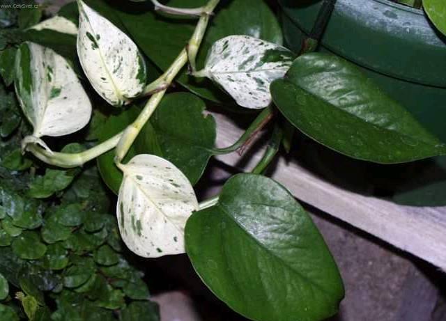 Foto: �plhavnice, scindapsus, potos