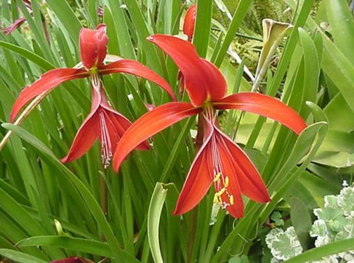 Foto: Sprekelia formosissima