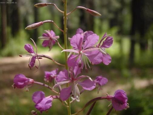 Foto: Sprekelia formosissima