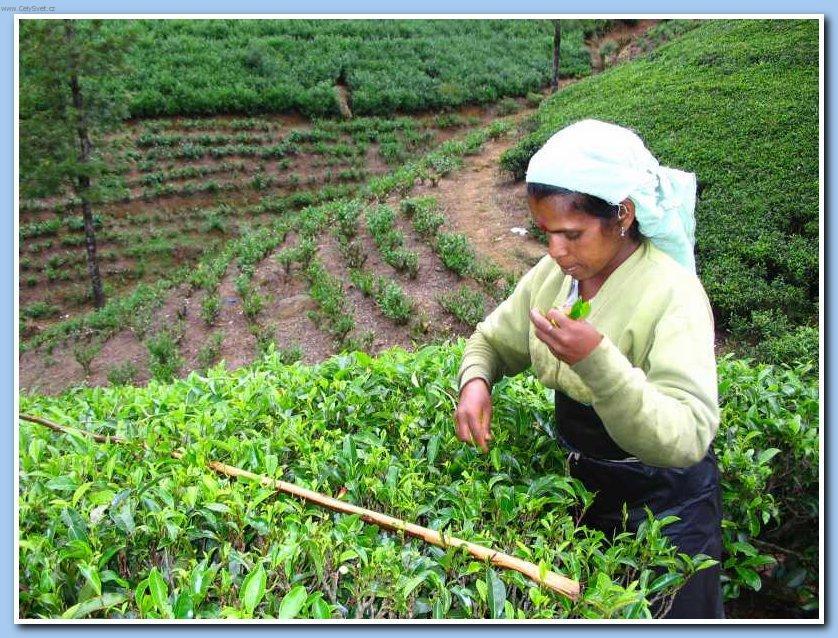 Foto: Sr� Lanka-�ajov� plant�e 5