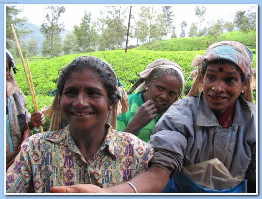 Foto: Sr� Lanka-�ajov� plant�e 6