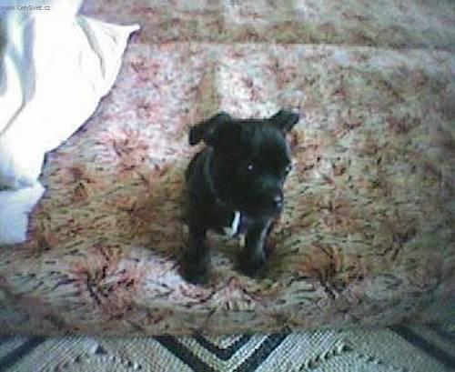 Fotky: Staford��rsk� bullterier (foto, obrazky)