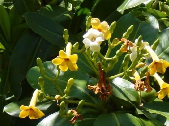 Foto: Stefanotis, v�ncovec kv�tnat�