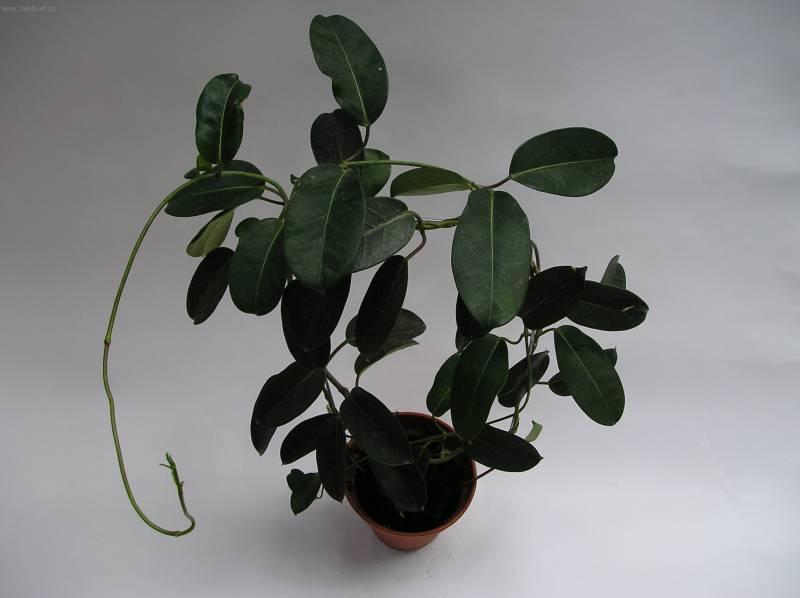 Foto: Stefanotis, v�ncovec kv�tnat�-Z vlastn� sb�rky