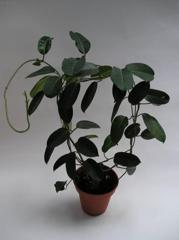 Foto: Stefanotis, v�ncovec kv�tnat�-Z vlastn� sb�rky