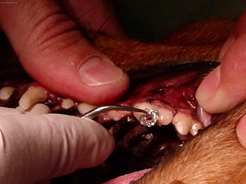 Foto: Stomatologie - zubn� v�pln�