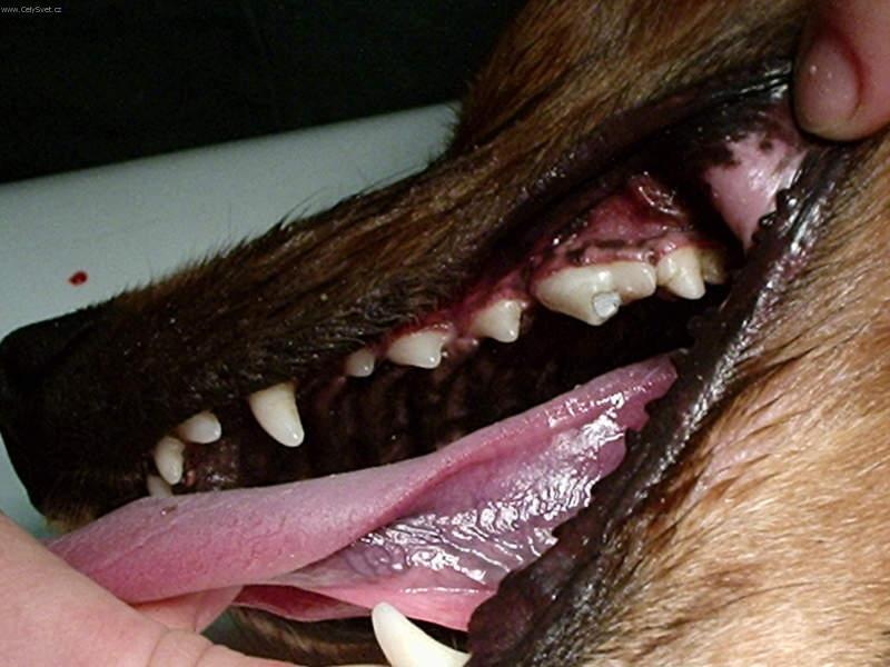 Foto: Stomatologie - zubn� v�pln�