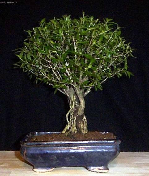 Foto: Strom tis�ce hv�zd, serisa