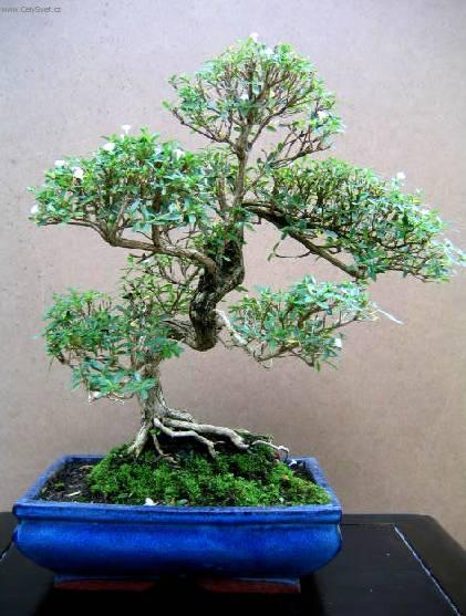 Foto: Strom tis�ce hv�zd, serisa