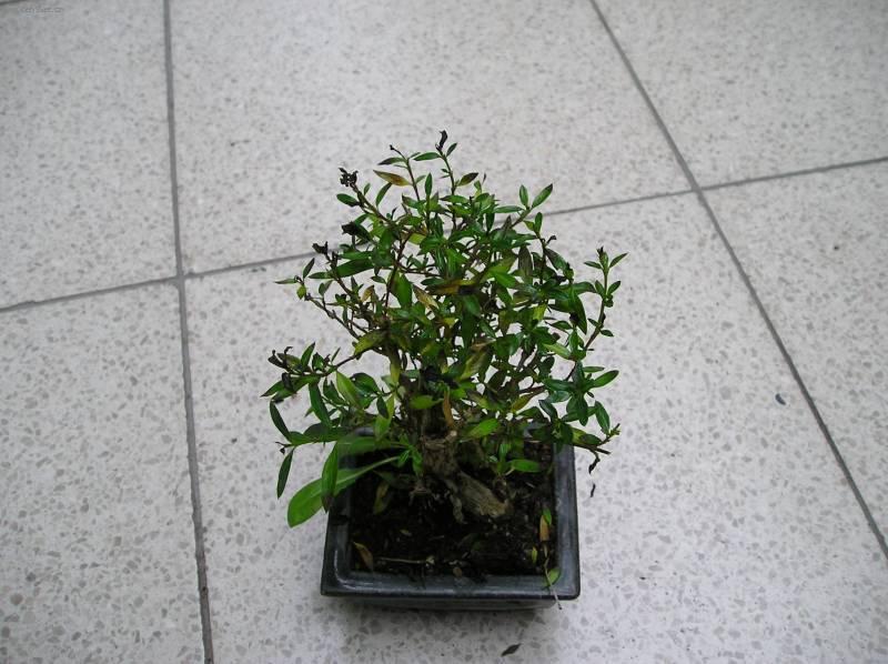 Foto: Strom tis�ce hv�zd, serisa-Z vlastn� sb�rky