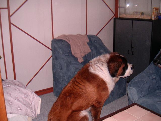 Fotky: Svatobernarsk� pes (foto, obrazky)