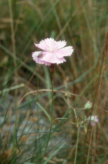 Fotky: Sv�tl�k L�ka�sk� (foto, obrazky)