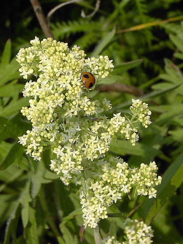 Fotky: Sv�zel (foto, obrazky)