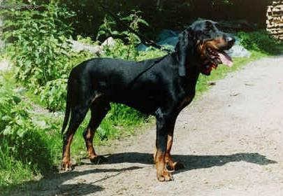 Foto: �v�carsk� mal� honi�