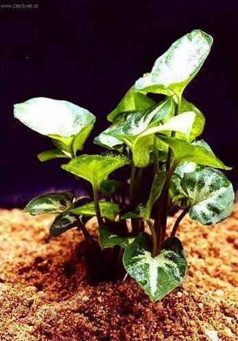 Fotky: Syng�nium (foto, obrazky)