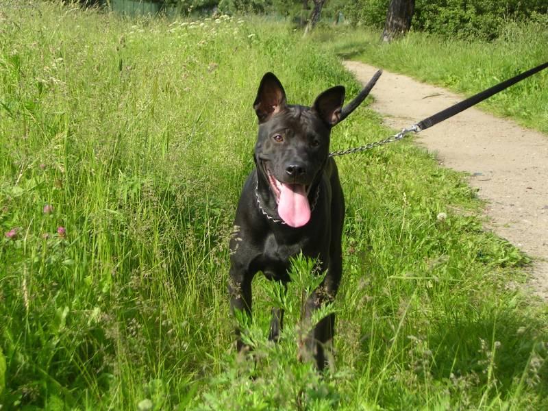 Foto: Thajsk� ridgeback-Majitelka: Lenka Van�urov�