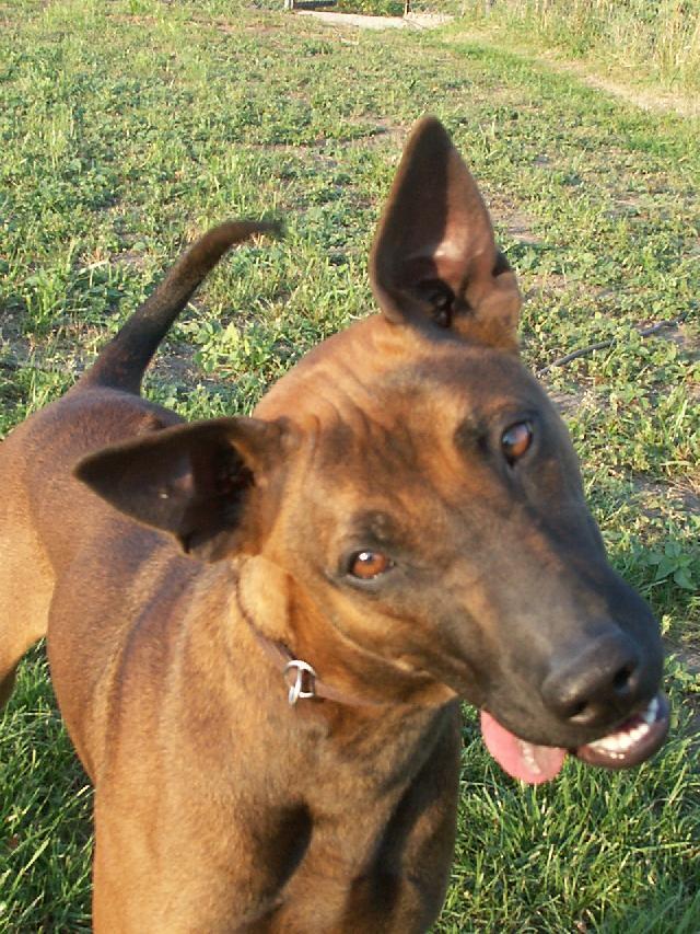 Foto: Thajsk� ridgeback-Majitelka: Sylva Rajcs�nyi. CHS: Excellent Moravia (info@ridgeback.sk)