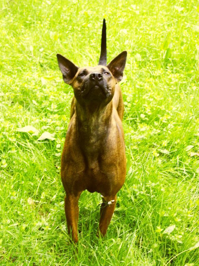 Foto: Thajsk� ridgeback-Majitelka: Sylva Rajcs�nyi. CHS: Excellent Moravia (info@ridgeback.sk)