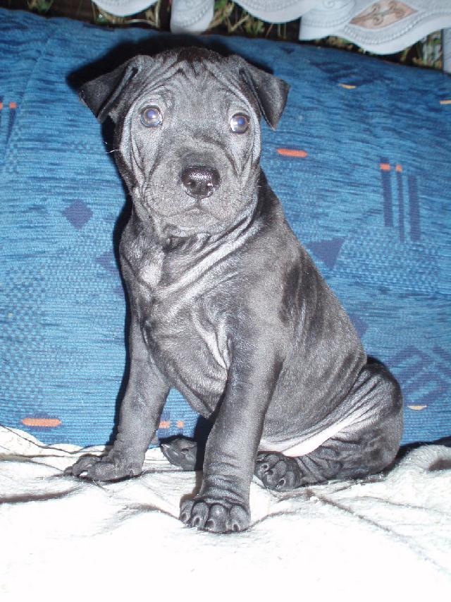 Fotky: Thajsk� ridgeback (foto, obrazky)