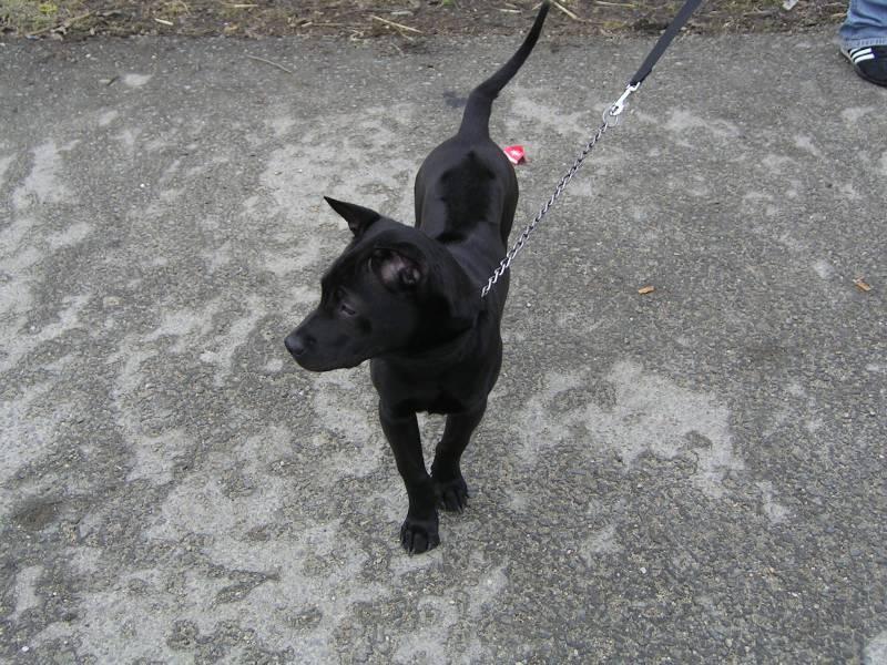 Foto: Thajsk� ridgeback-Majitelka: Lenka Van�urov�