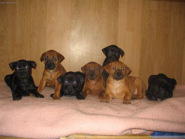 Foto: Thajsk� ridgeback-7-t�denn� �t��ata. Chov. stanice BENCILLA (ivana.herianova@post.cz)