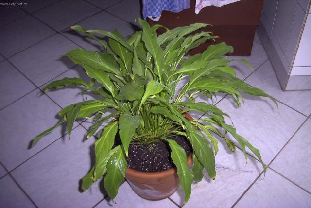 Foto: Toulcovka, spatifylum-Pestitel: Pavel