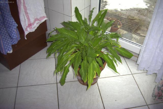 Foto: Toulcovka, spatifylum-Pestitel: Pavel