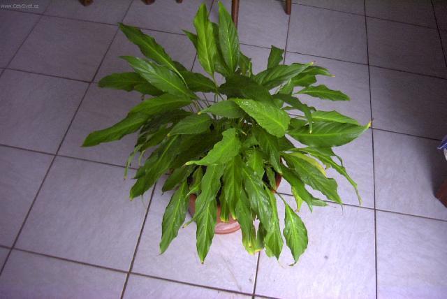 Foto: Toulcovka, spatifylum-Pestitel: Pavel