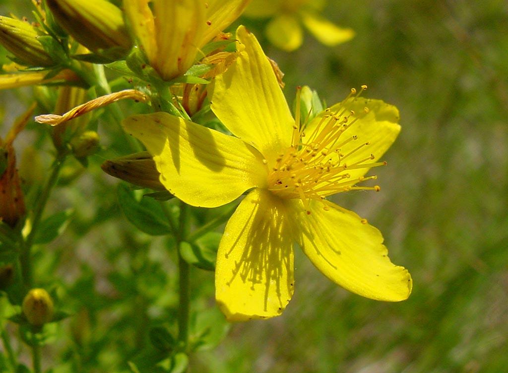 Fotky: T�ezalka Te�kovan� (foto, obrazky)