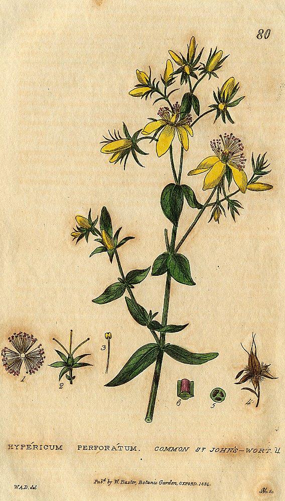 Fotky: T�ezalka Te�kovan� (foto, obrazky)