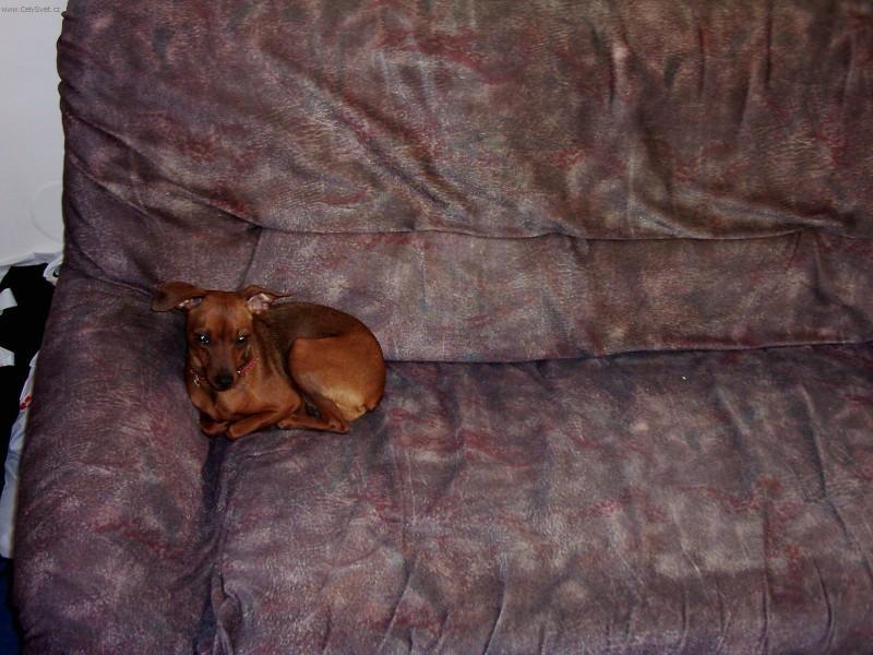 Fotky: Trpasli�� pin� (foto, obrazky)