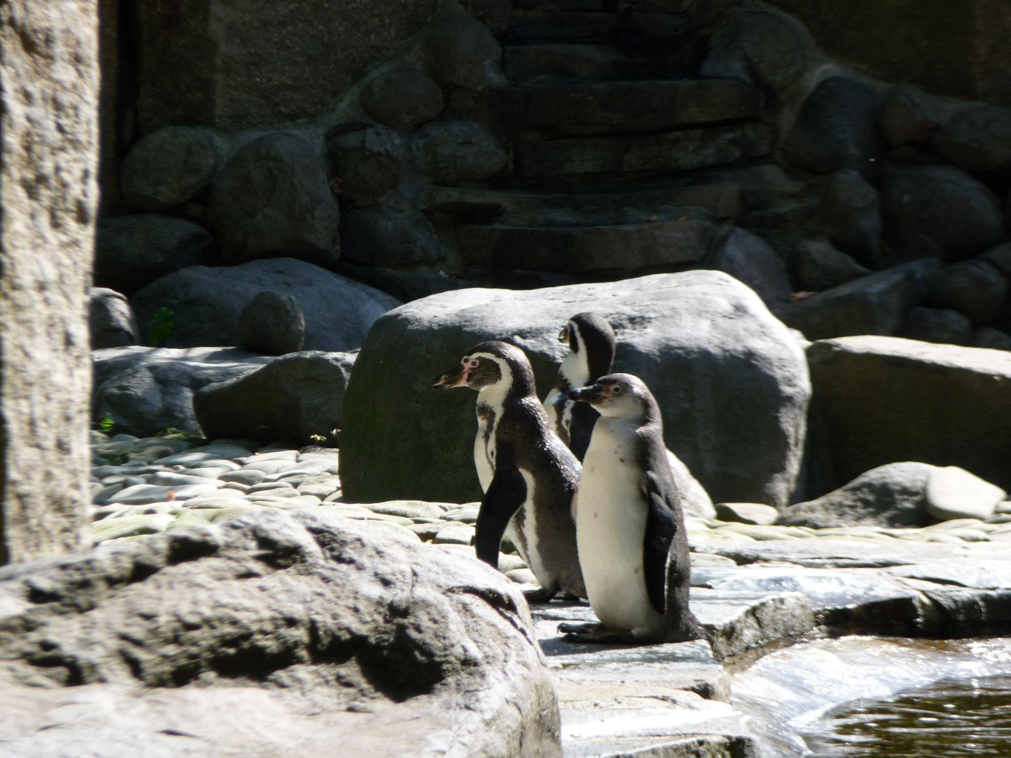 Fotky: Tu���k humboldt�v (foto, obrazky)